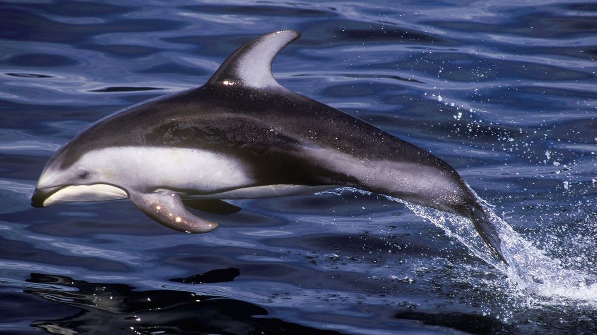 Na Faerských ostrovech v rámci staleté tradice pozabíjeli 1400 delfínů