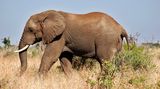 Pytláka v jihoafrické rezervaci ušlapal slon