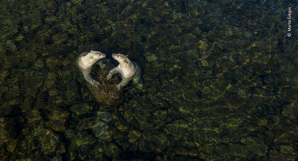 Cool Time – vítěz kategorie Portfolio, vycházející hvězda: Snímek zachycuje lední medvědy v trochu hravější poloze. V horkém létě se svlažují v mělkých vodách a užívají si.