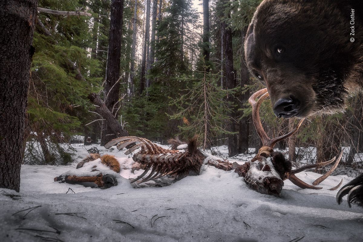 Grizzlyho zbytky – vítěz kategorie Zvířata ve svém prostředí: Když Zack Clothier umísťoval fotopast ke pozůstatkům wapitiho, doufal v dobré snímky. Netušil však, že grizzlyho zaujme víc kamera.