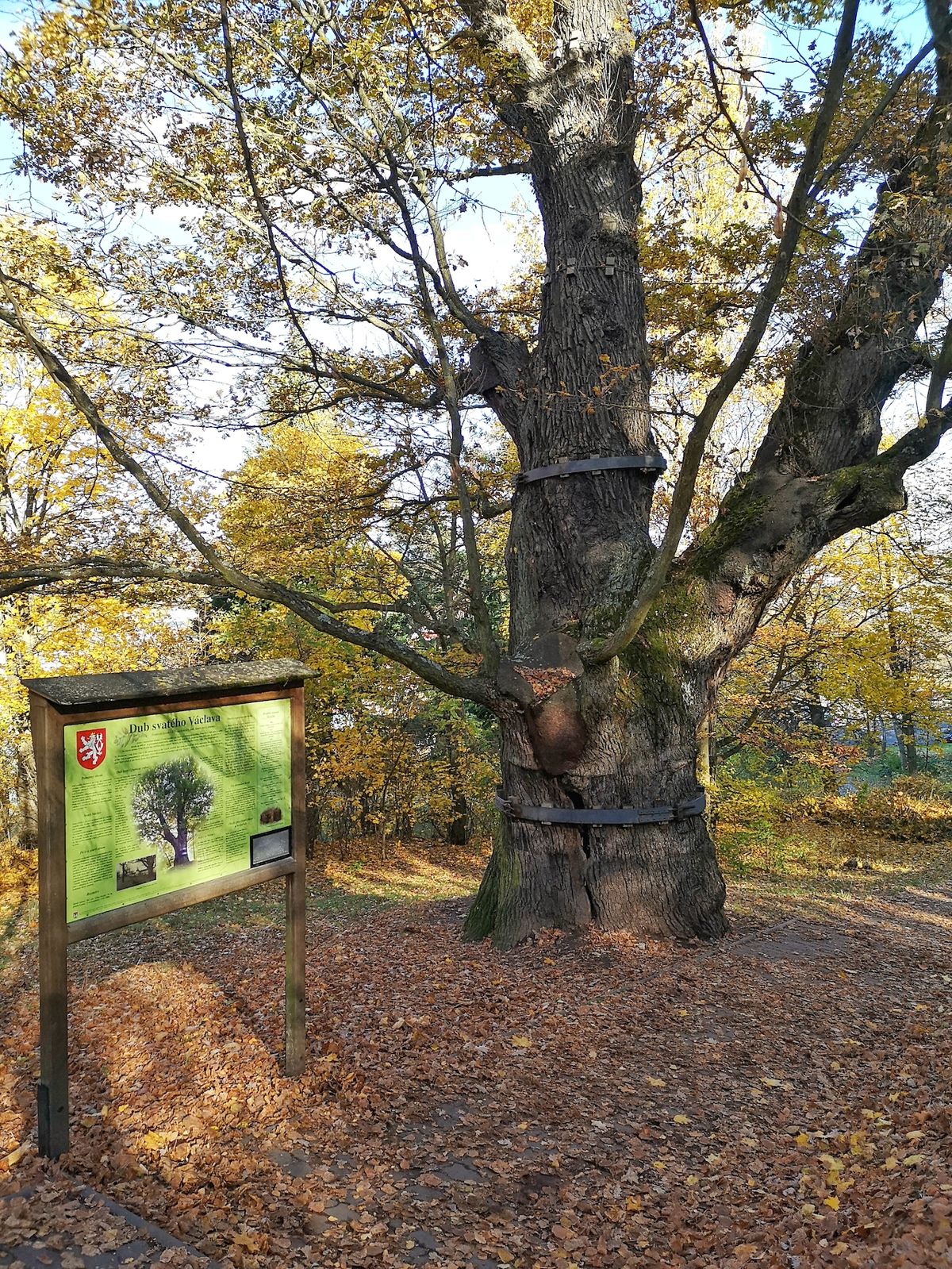 Svatováclavský dub je jedním z nejstarších stromů v Česku.