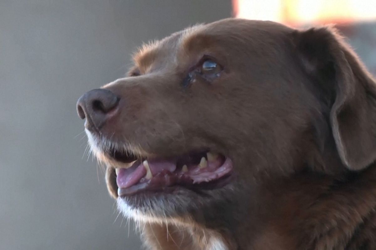 Třicetiletý Bobi z Portugalska se stal oficiálně nejstarším psem v historii