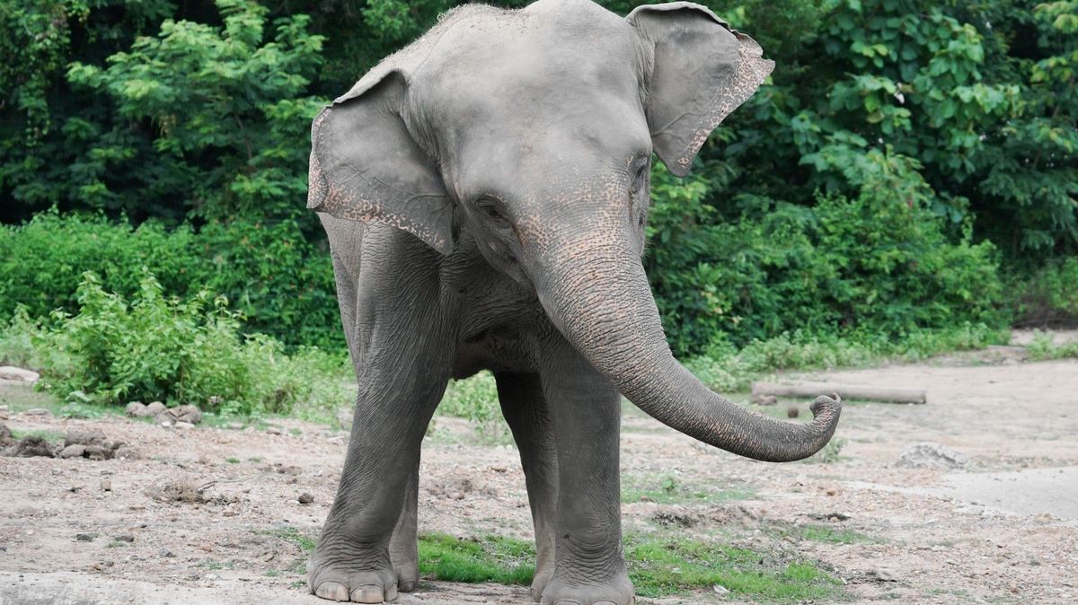 Turistka v Thajsku laškovala se slonem, když jedl. Srazil ji chobotem k zemi