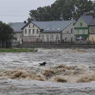 Kus dřeva plave po vzedmuté řece Bělé, 14. září 2024, Mikulovice, Jesenicko. 