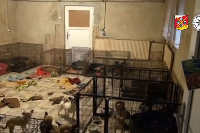 BEZ KOMENTÁŘE: Desítky psů byly umístěny do náhradní péče