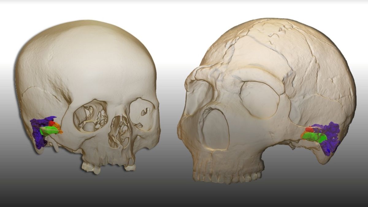 Neandertálci mohli mluvit podobně jako dnešní lidé. Ukázala to analýza jejich uší