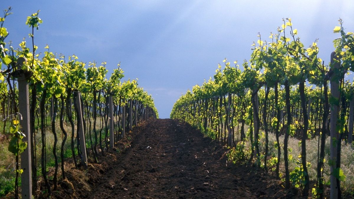 Moravští vinaři oživují zapomenutou odrůdu a popsali, jaké bude letos víno