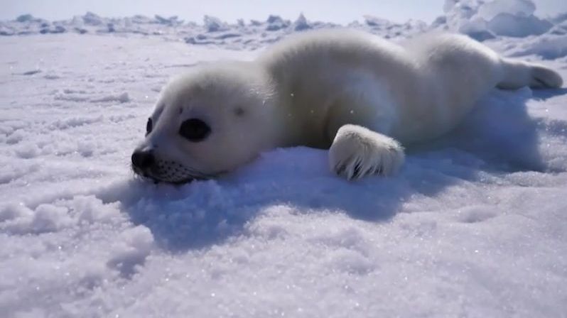 Tání ledu ohrožuje mláďata tuleňů u kanadského souostroví