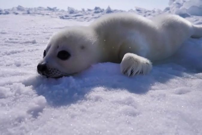 BEZ KOMENTÁŘE: Tání ledu ohrožuje mláďata tuleňů v Kanadě