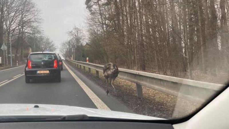 Pštros na silnici zastavil dopravu u České Lípy. Majitele našli, pták dál uniká