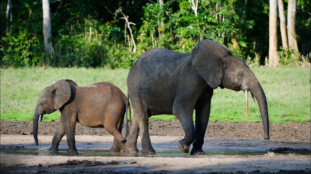 Zimbabwe chce přilákat turisty na odstřel kriticky ohrožených slonů
