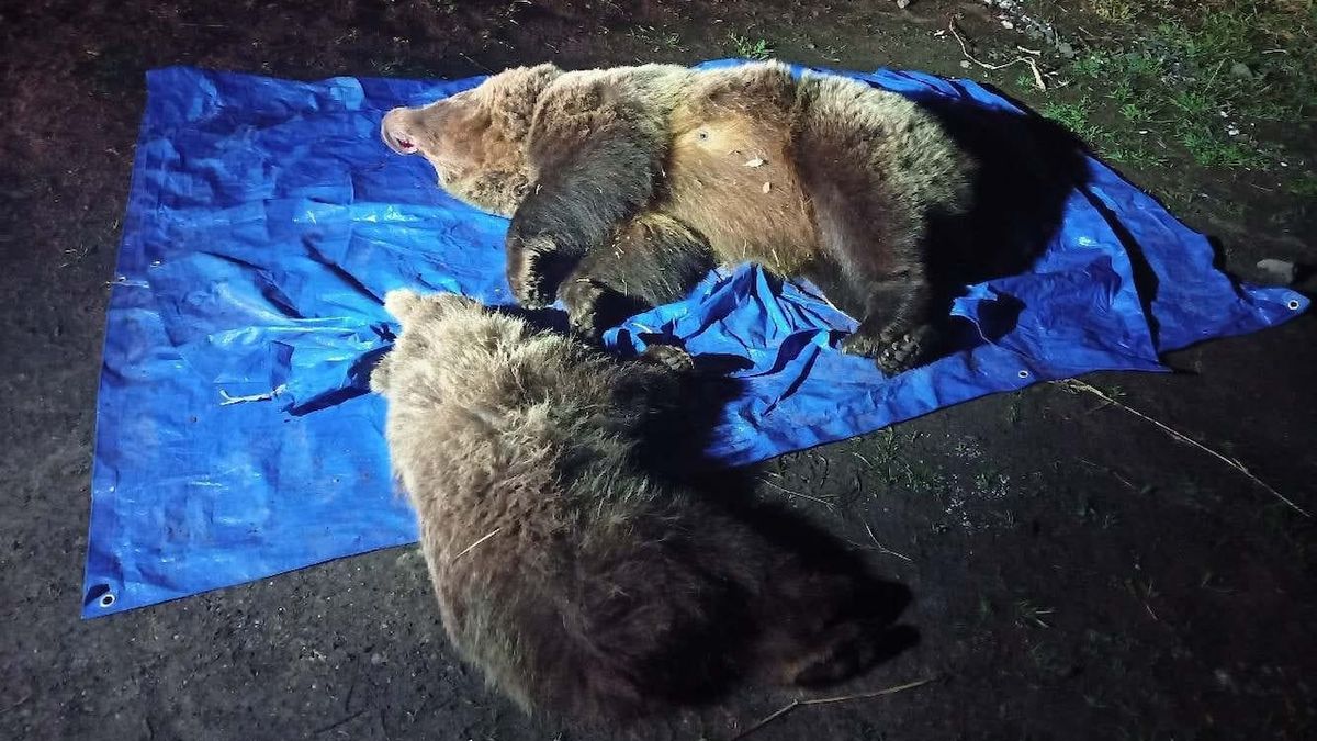V Tatrách utratili medvědici s mládětem