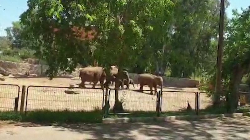 Při raketovém poplachu chránily slonice svá mláďata
