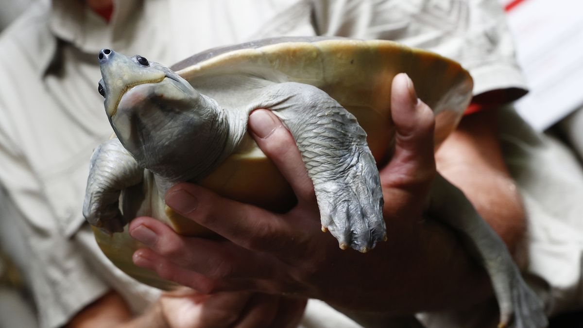 FOTO: Pražská zoo představila mláďata kriticky ohroženého druhu želvy