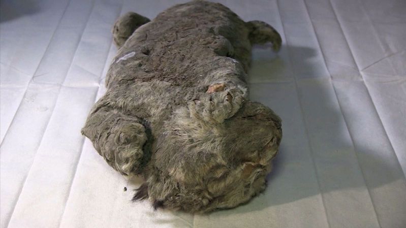 Jako kdyby spalo. Lvíče ze Sibiře je jedním z nejlépe zachovaných zvířat doby ledové