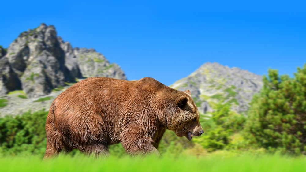 Turista chtěl v polských Tatrách selfie s medvědem, šelma ho zranila