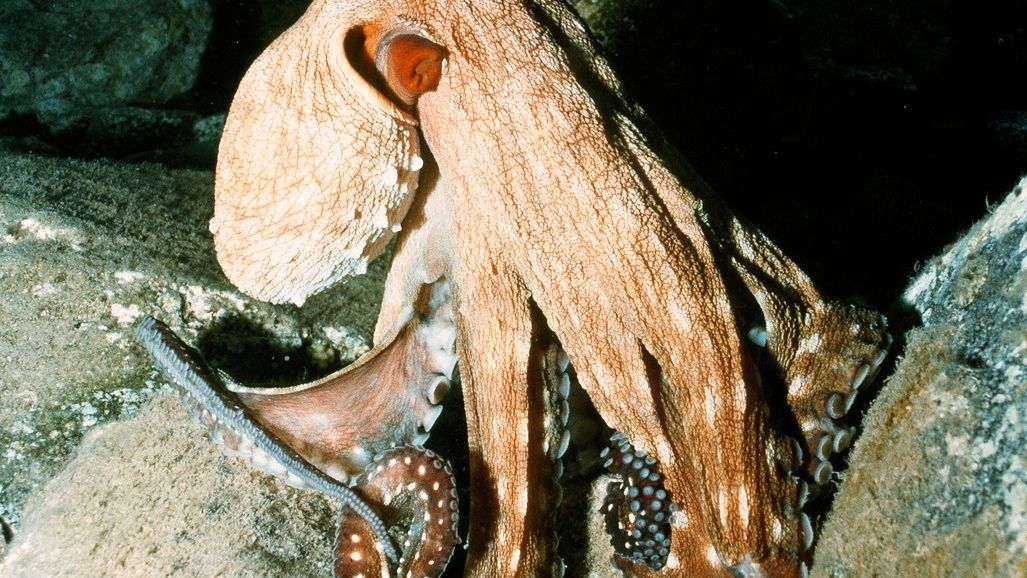 Ve Francii se přemnožily nenasytné chobotnice, plení populace krabů a ústřic