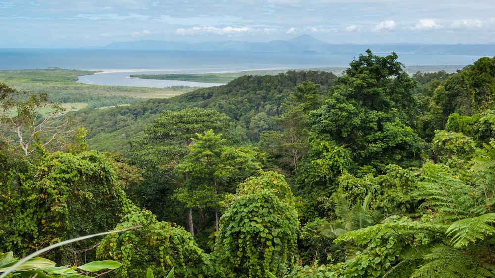 Nejstarší prales na světě se vrátil původním majitelům