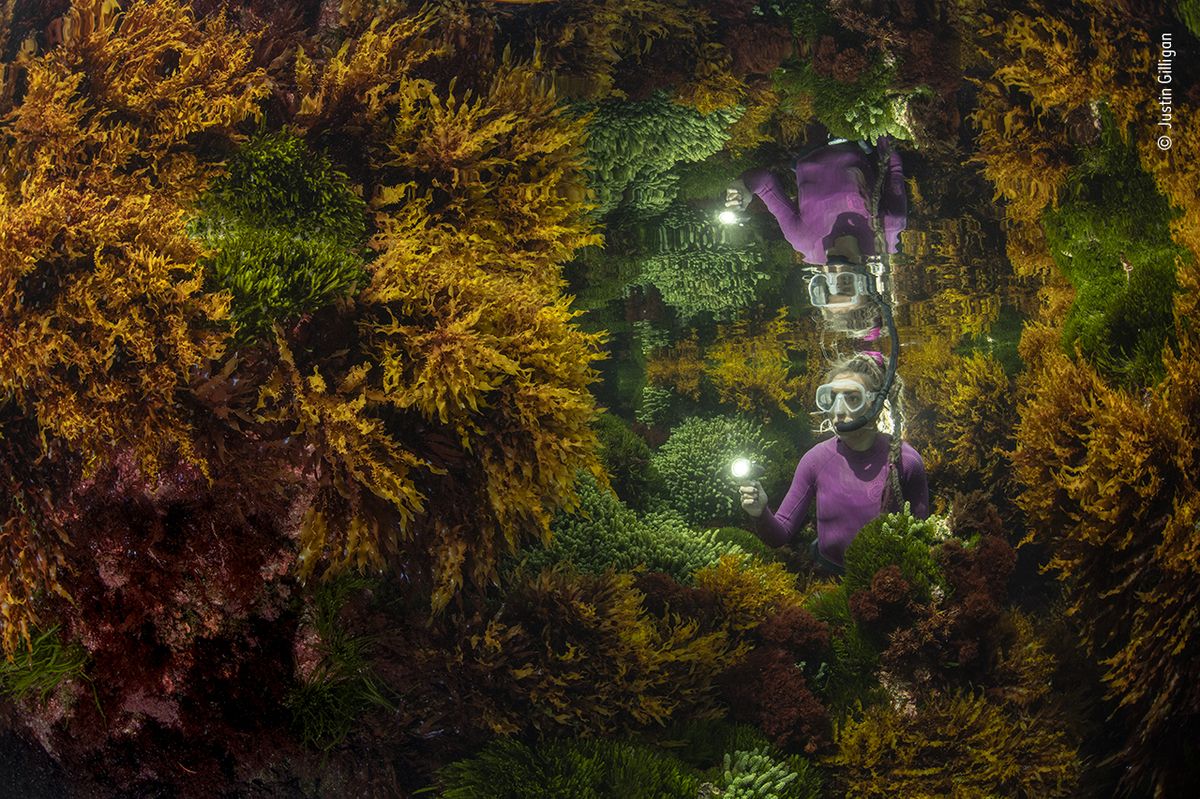 Bohaté odrazy – vítěz kategorie Rostliny a houby: Fotografie, která zabrala tři dny zkoušek a pokusů zobrazuje nádheru mořských řas.