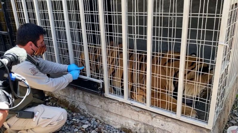 V chilské zoo testují zvířecí vakcínu proti covidu na orangutanech a velkých kočkách