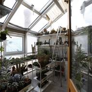 Zelené království