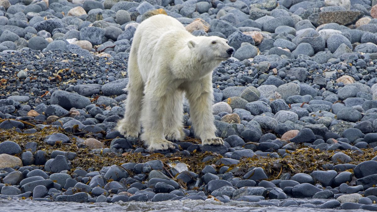 Lední medvědi v Arktidě hladoví. Kvůli tání ledu