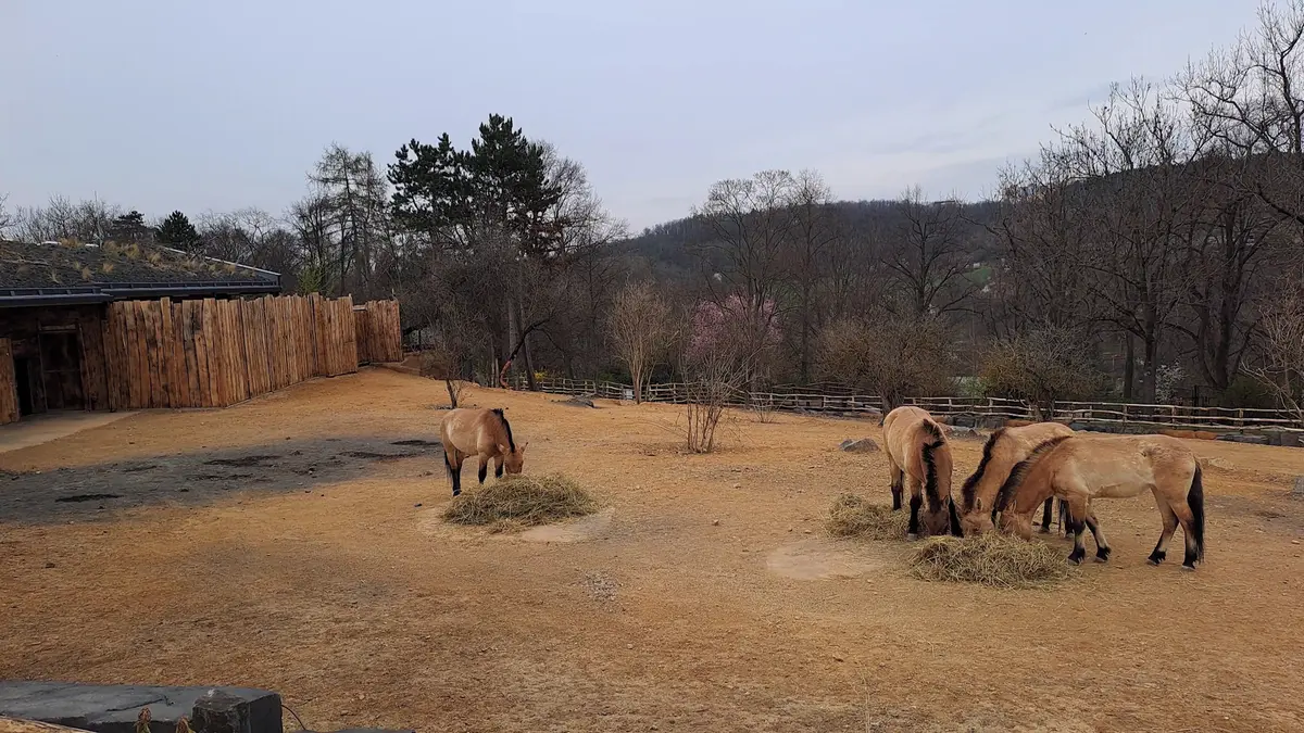 Koně Převalského už pobíhají v nové expozici pražské zoo. Otevře se v sobotu - Novinky