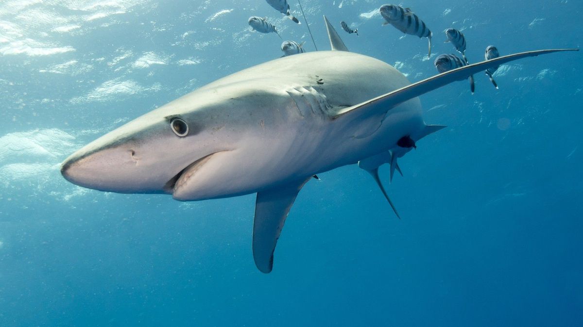 Do oblíbeného letoviska na Menorce připlaval žralok modrý