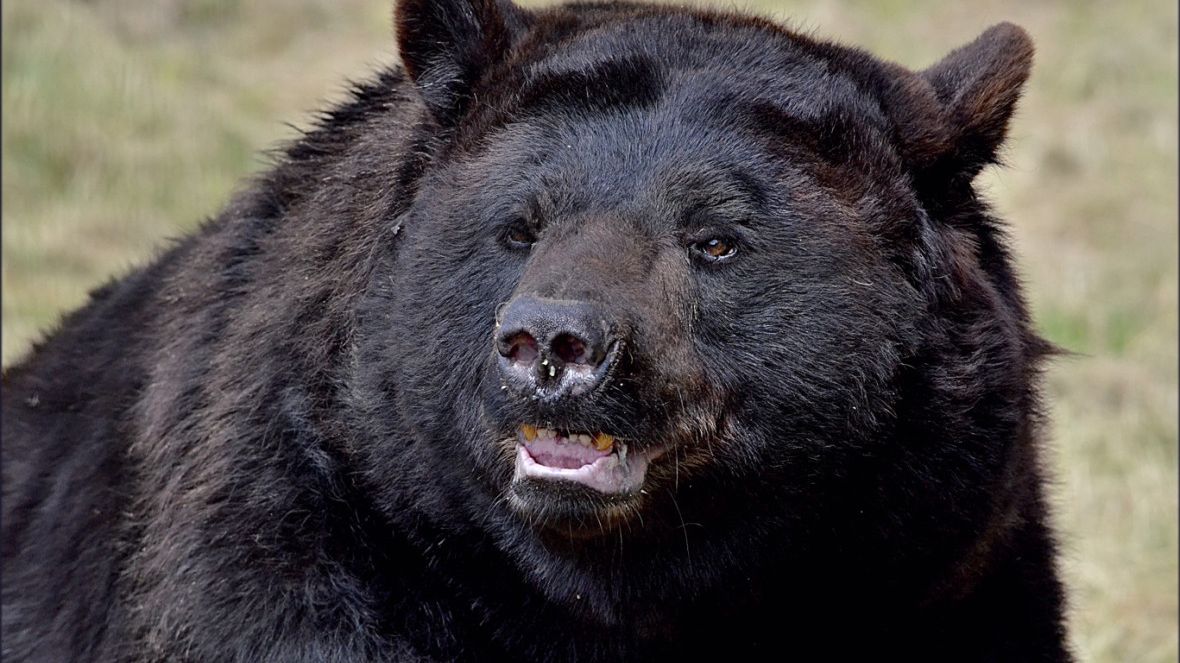 Uhynul medvěd Geňa, který v Táboře prosil o melouny a víno