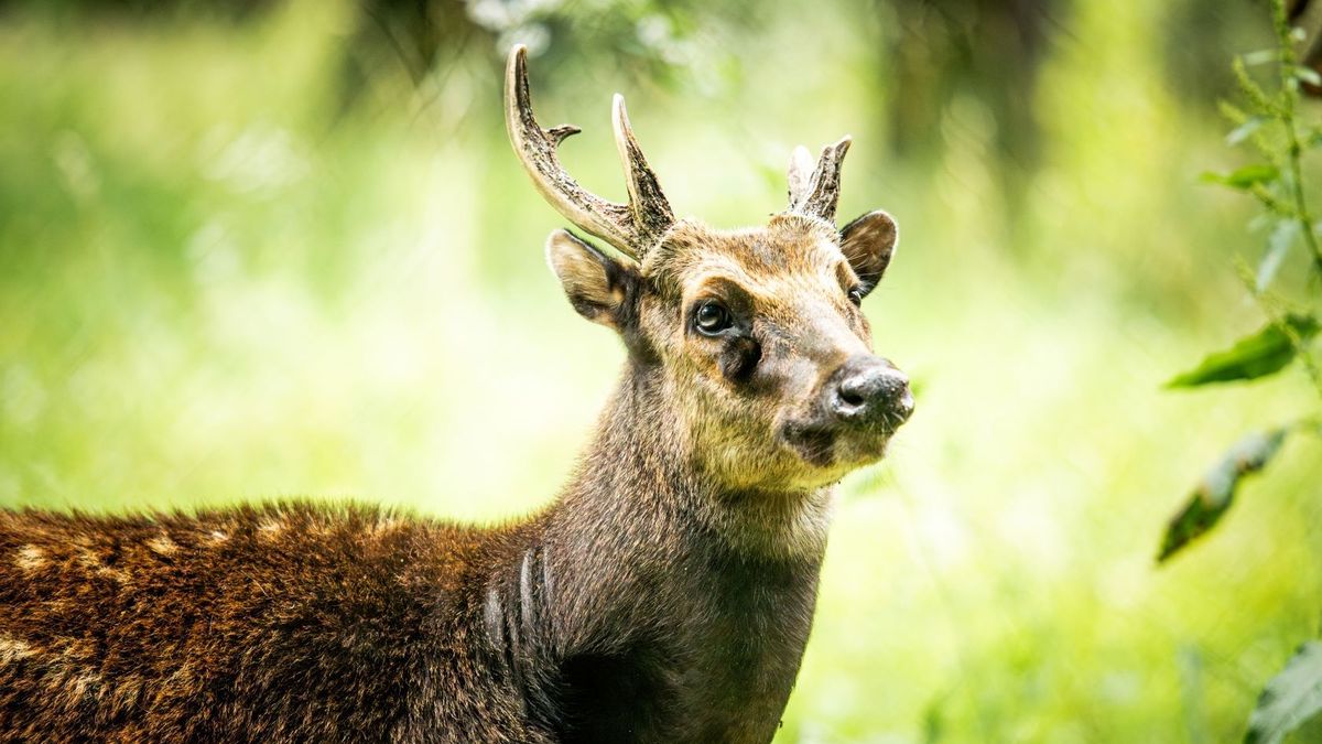 Ztělesněná roztomilost: Ostravská zoo získala pár vzácných jelenů z Filipín