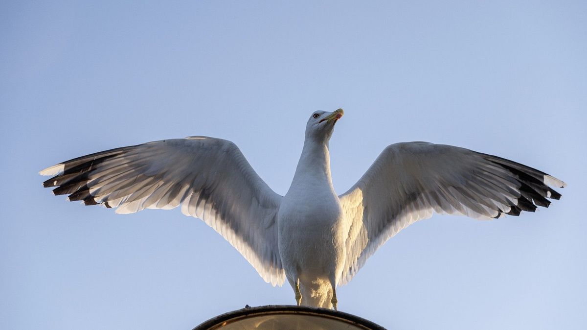 Mladý Skot vyšplhal na pouliční lampu, aby vysvobodil racka