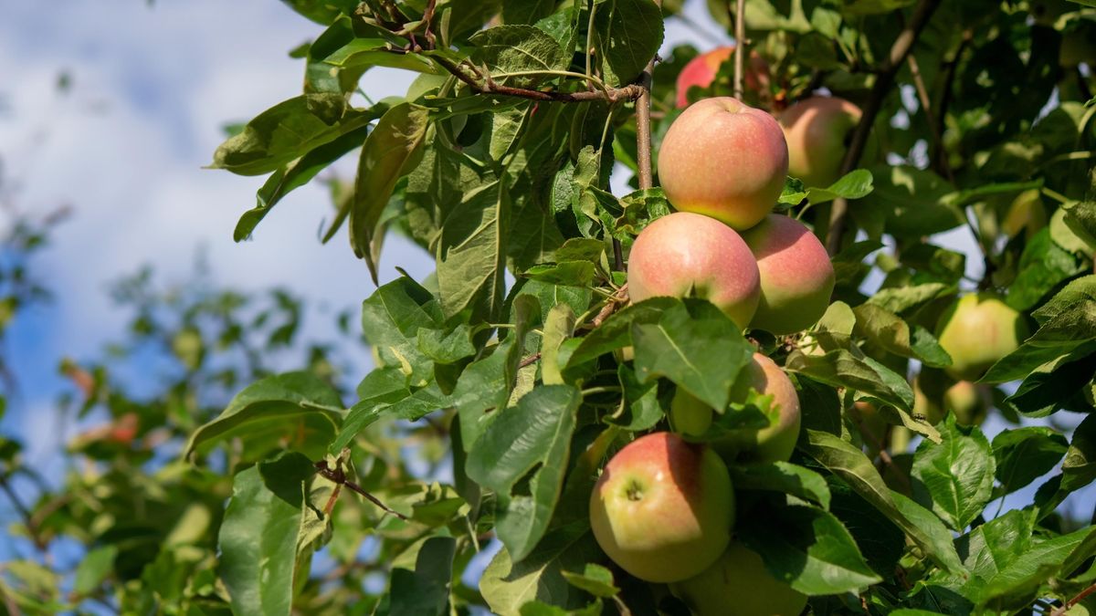 Letní péče o ovocné stromy aneb Jak zajistit bohatou úrodu i napřesrok