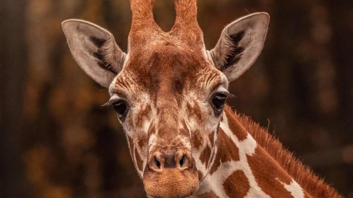 Brněnská zoo přišla o nejstarší žirafu Toshu, museli ji utratit