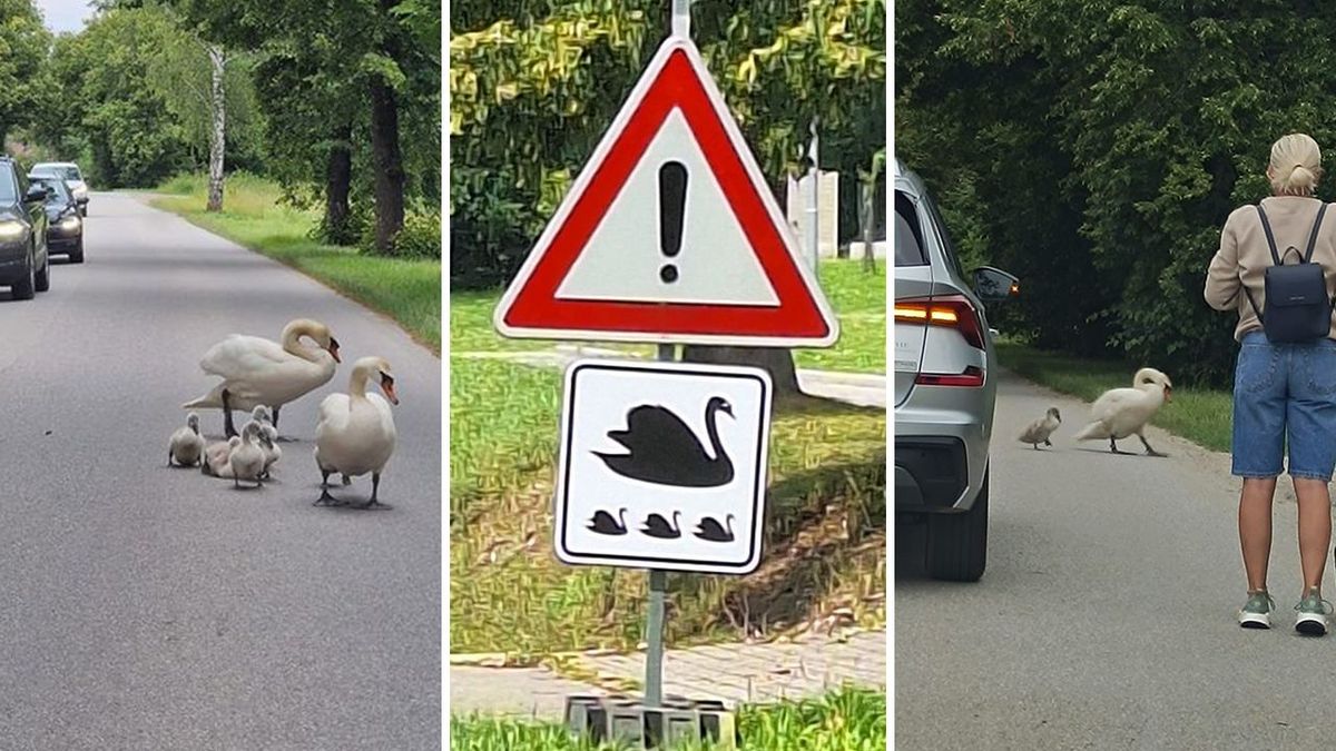 V Litvínovicích mají labutě vlastní značku, štrádují si to po rušné silnici