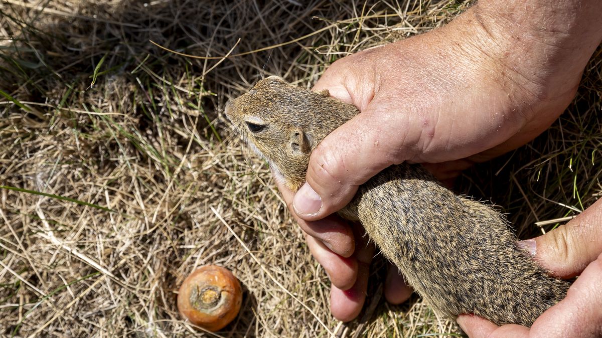 Zoo vypustila ohrožené sysly do voliéry na Dívčích hradech