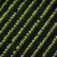 Ovocné sady Na Panském