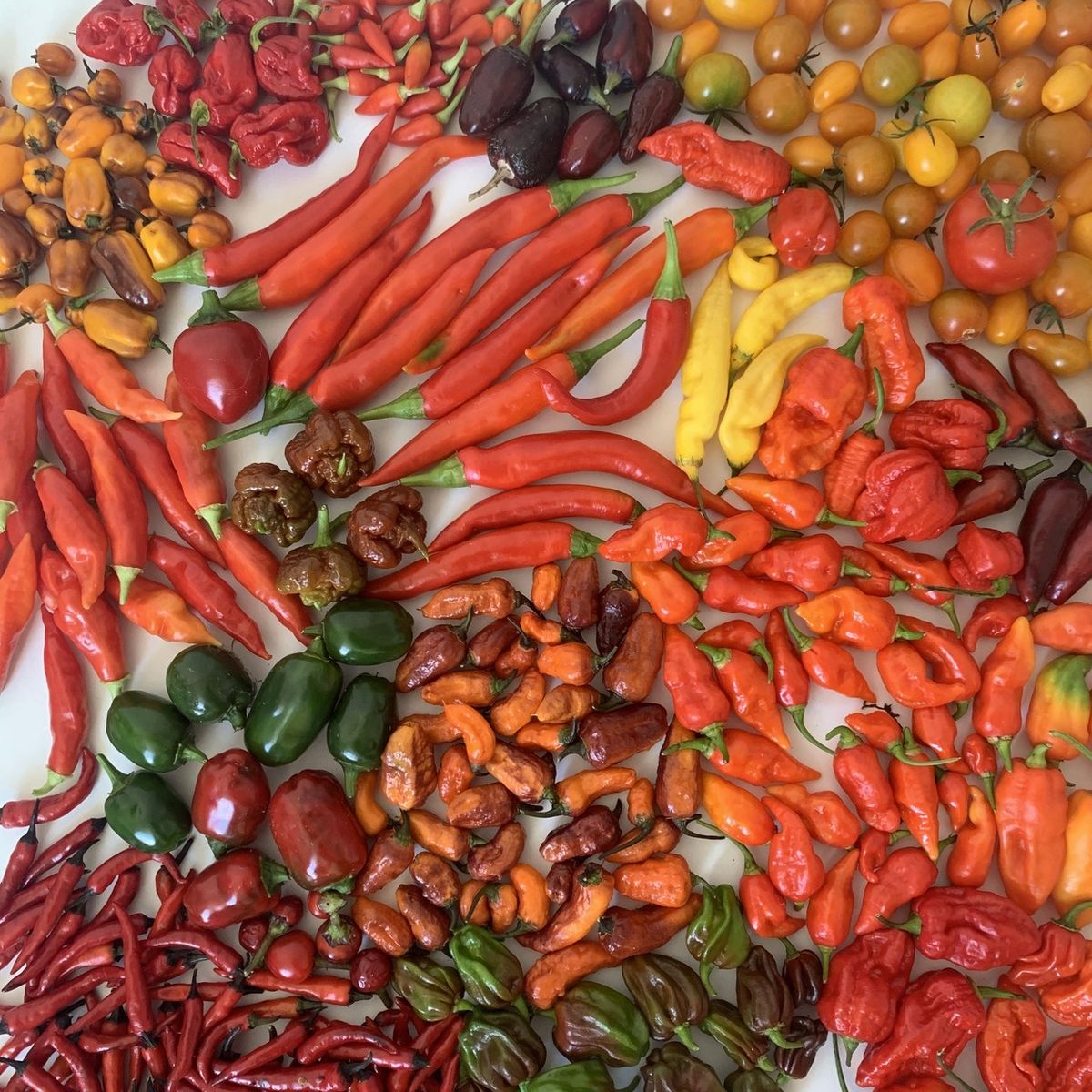 Alessandro pěstuje 17 druhů chilli. Letos sklidil deset kilo. Rajských dokonce 35 kilogramů.