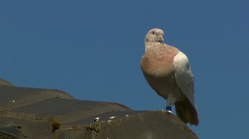 Závodní holub urazil rekordní vzdálenost, místo odměny mu teď hrozí smrt