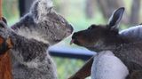 V australském parku se zrodilo jedno z nejroztomilejších zvířecích přátelství