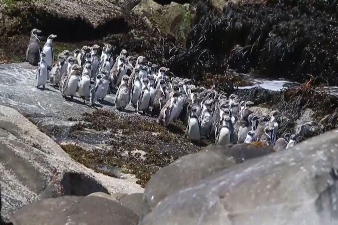BEZ KOMENTÁŘE: V Chile probíhá sčítání ohrožených tučňáků Humboldtových