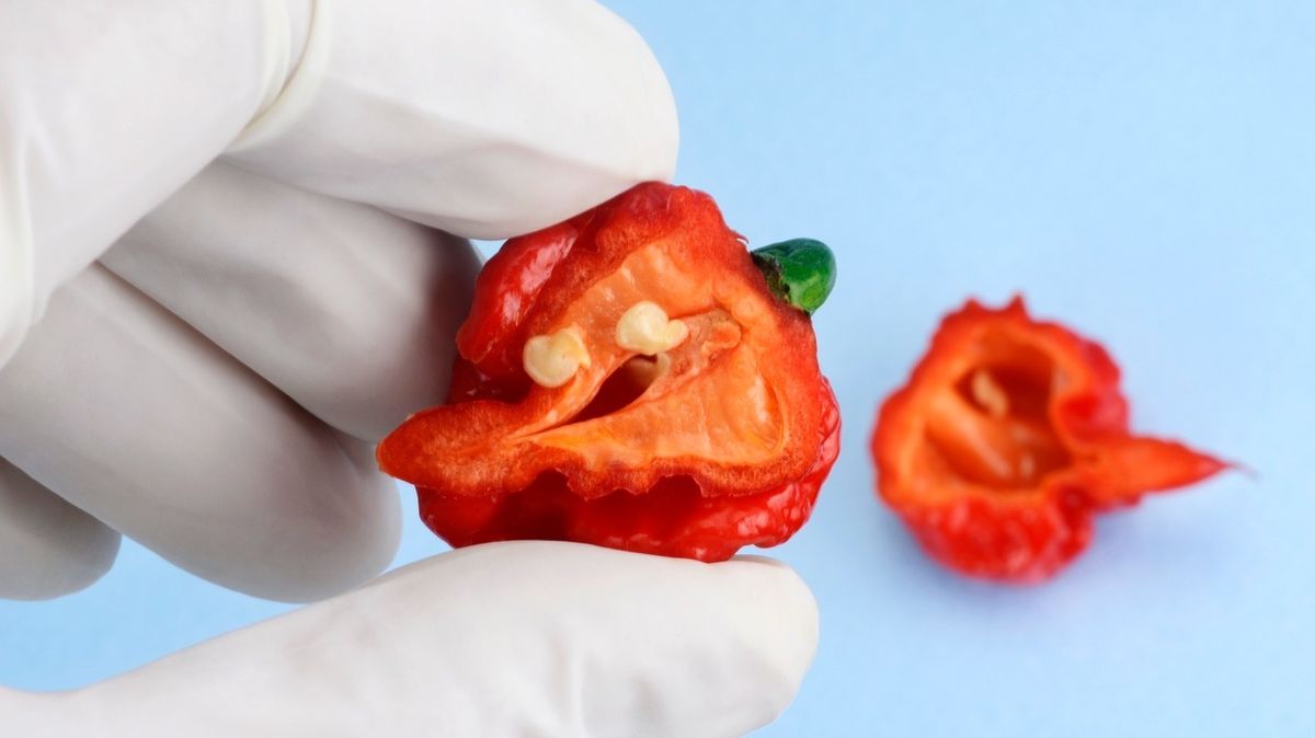 Rekordně plechová pusa. Muž snědl tři nejpálivější chilli papričky za devět sekund