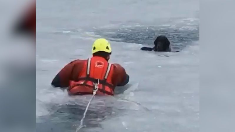 Pes proháněl kachny na zamrzlé přehradě v Jablonci, led se ale prolomil