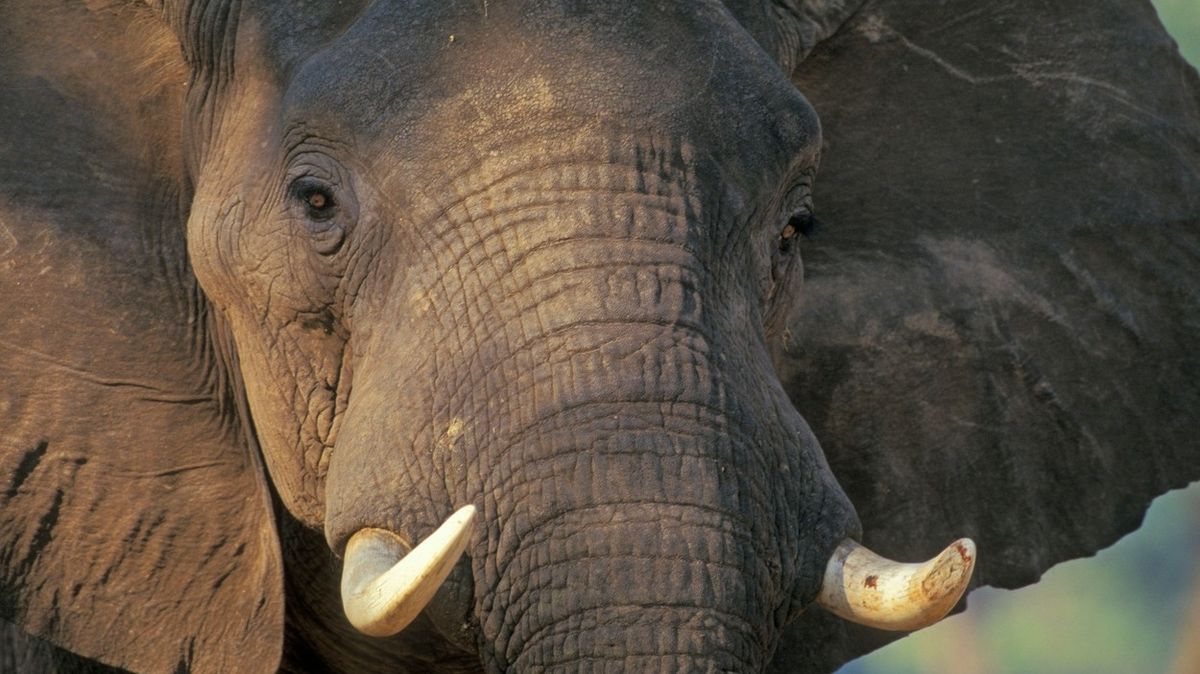 Otec s dvouletou dcerou vlezl do výběhu se slonem. Zvířeti unikl, policii nikoliv