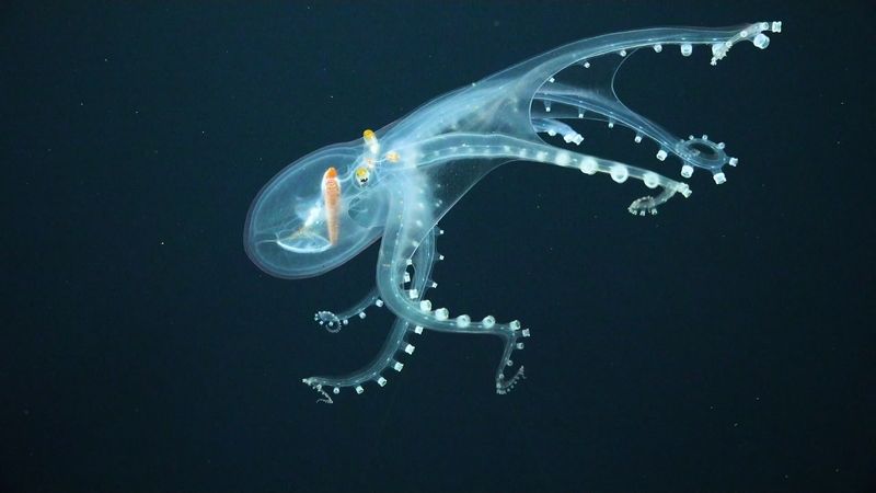 V hlubinách vědci natočili vzácné záběry chobotnice s průhlednou kůží
