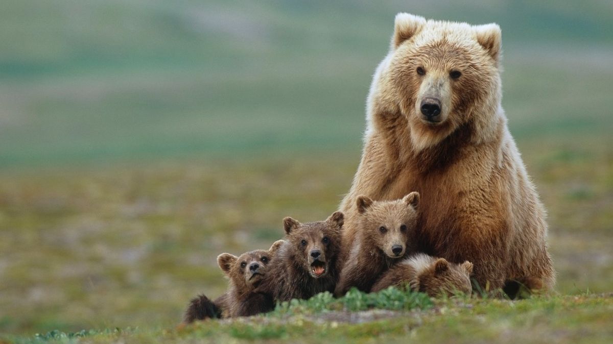 V Yellowstonu si fotila grizzlyho. Může jít až na rok do vězení