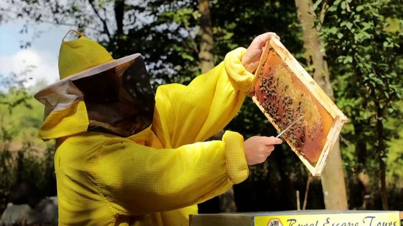 Díky včelímu hotelu může mít vlastní med prakticky kdokoliv