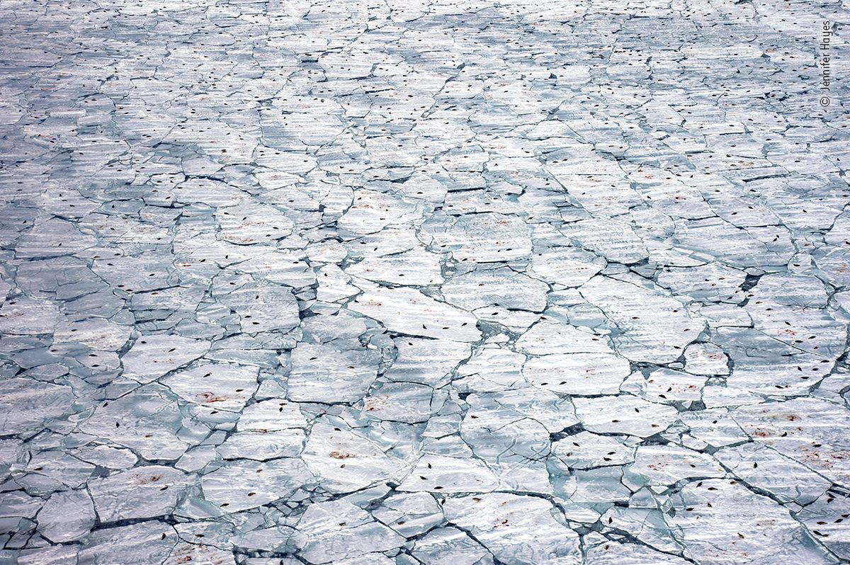 Tající školka – vítěz kategorie Oceány: Větší obrázek – Každý podzim tuleni grónští zdržují porody mláďat než se zformuje led, na kterém jsou s mláďaty v bezpečí. Mizící led znamená pro tuleně bezprostřední ohrožení.