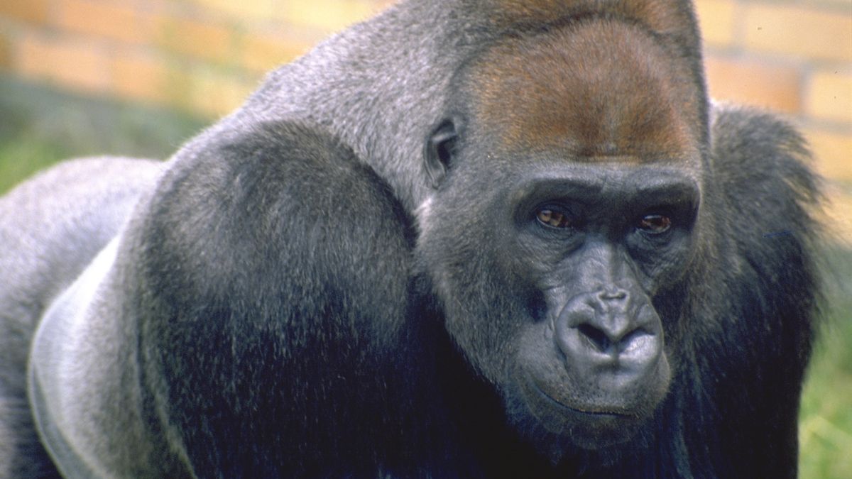 Nejdéle žijící gorila v českých zoo uhynula