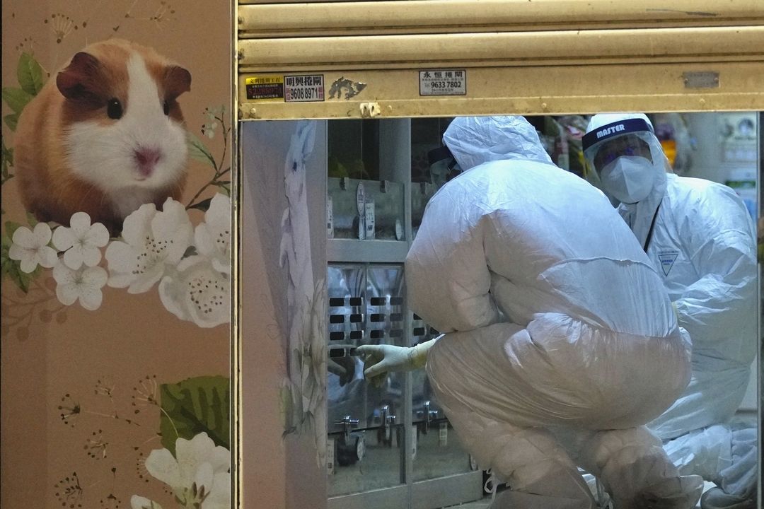 Zaměstnanci ministerstva zemědělství, rybářství a ochrany přírody v v hongkongském obchodě se zvířaty, kde se objevili nakažení křečci.