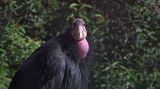 Samice ohrožených kondorů se mohou rozmnožovat bez oplodnění samcem, zjistili ornitologové